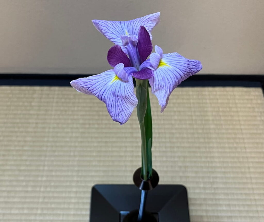 菖蒲